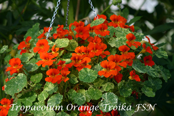 Tropaeolum majus Orange Troika FSN -basket